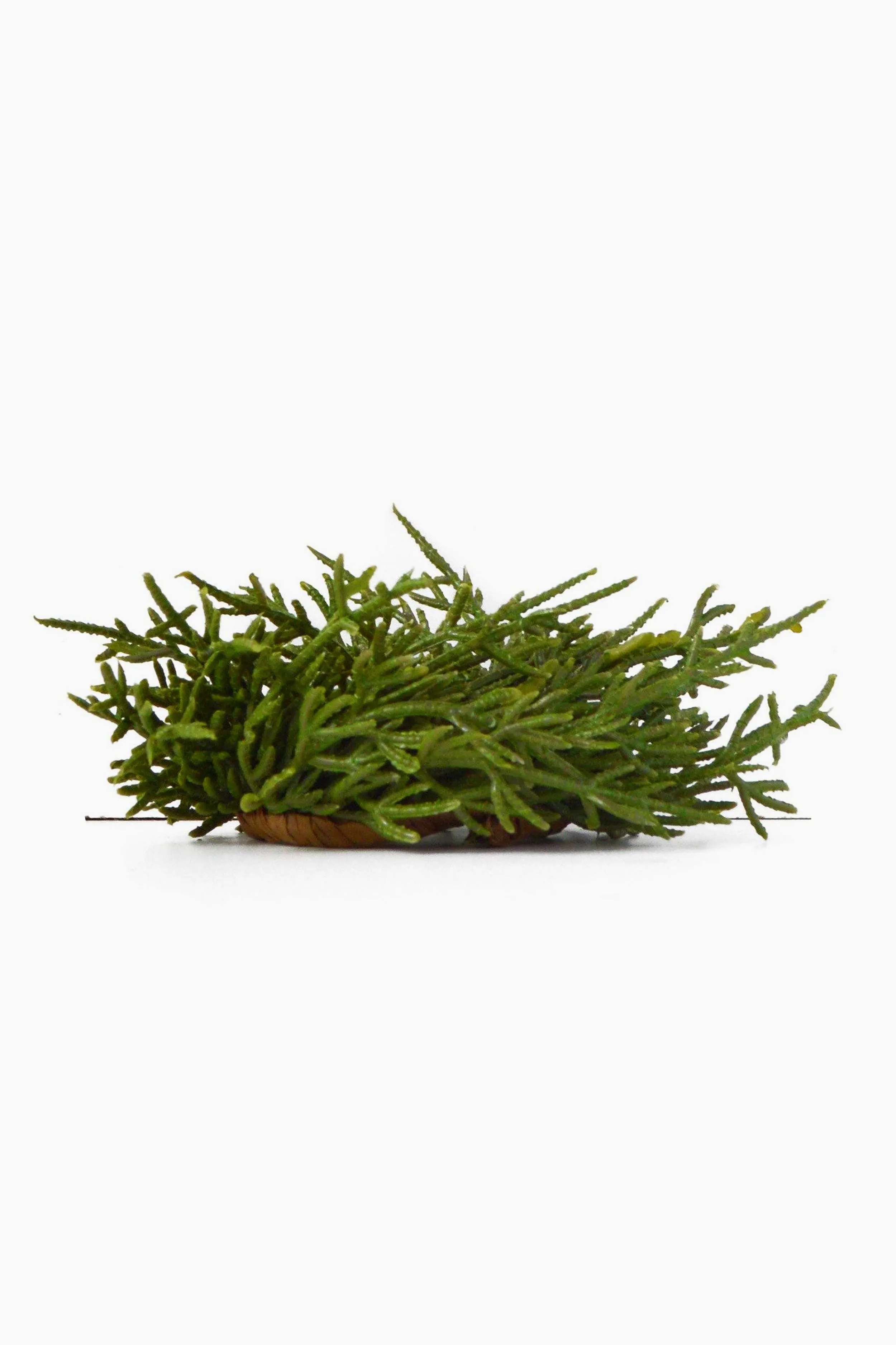 Faux Fir Napkin Rings